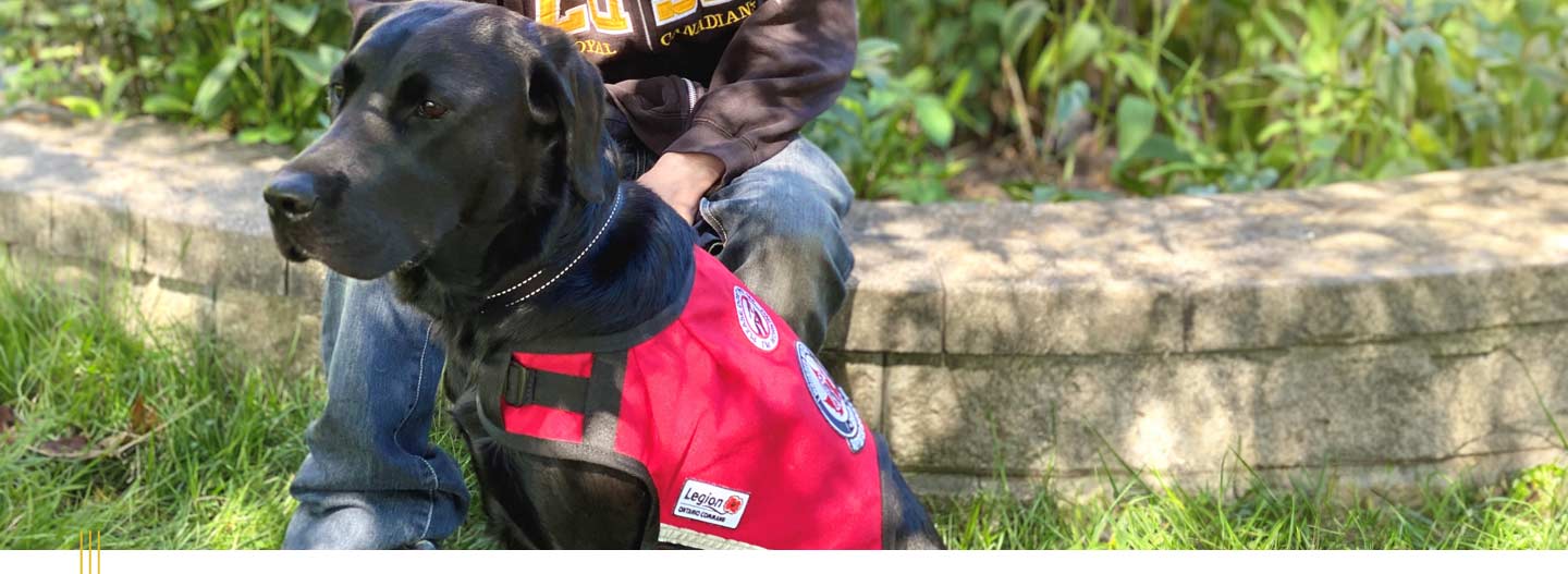 A Labrador Retriever wearing a service vest.