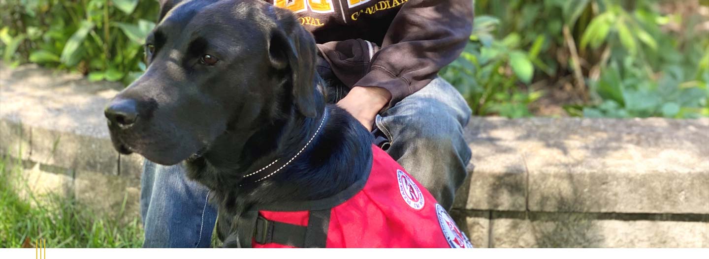 Service dog.